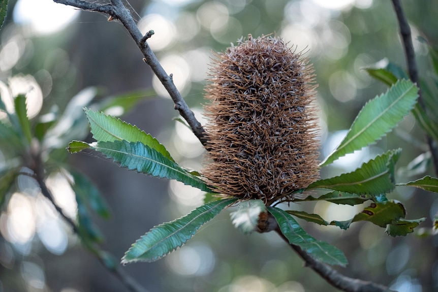 Close up of a flower spike of a Banksia Serratta