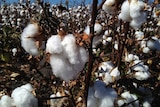 Cotton ready for picking at Moree