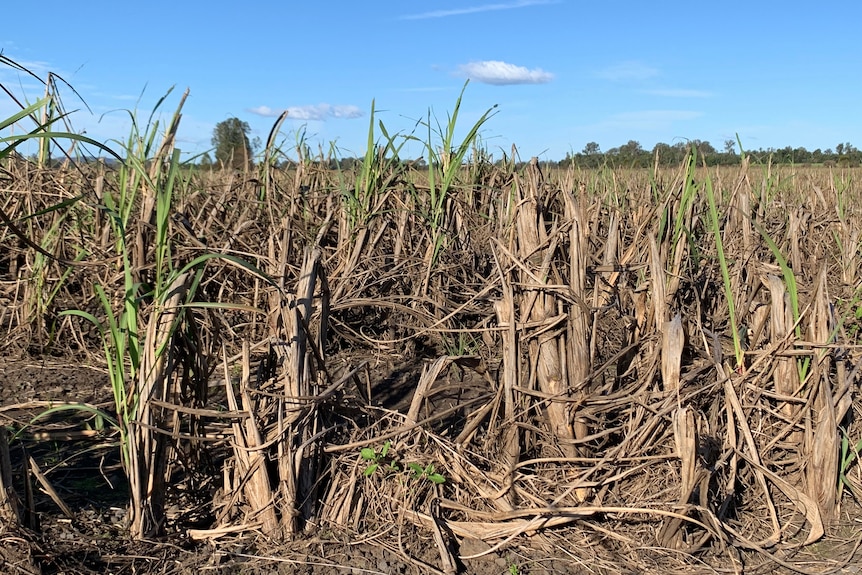 A crop of dead young cane in a muddy field under a blue sky.