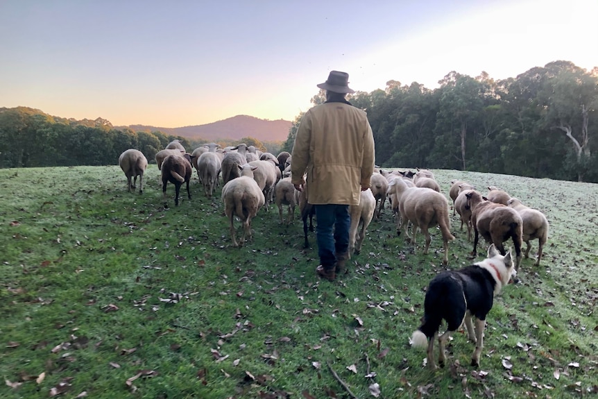 A man on the rise of a hill at sunrise, surrounded by sheep and a working dog.