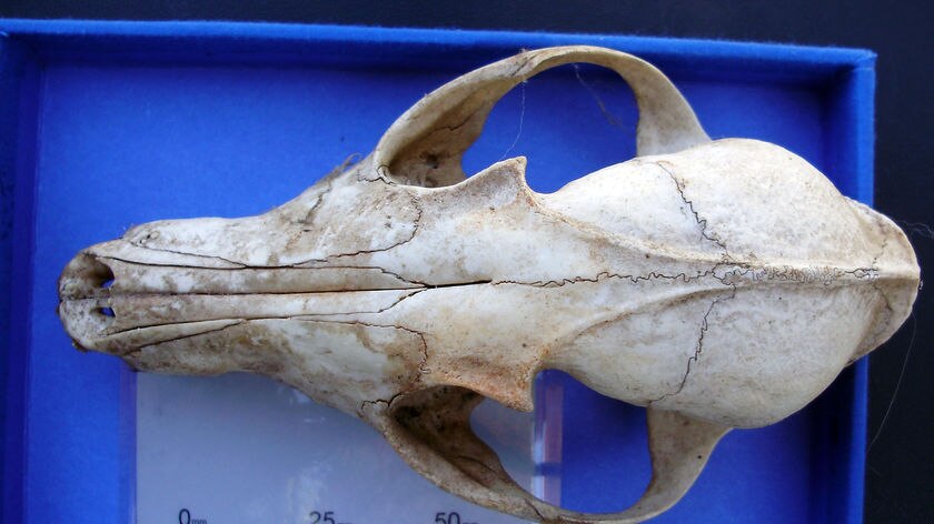 A fox skull that was found near Interlaken in Tasmania