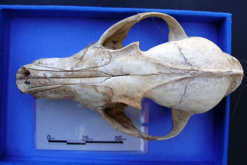 A fox skull that was found near Interlaken in Tasmania