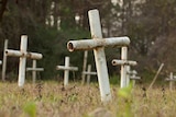 A white metal cross stands surrounded by many others like it in an overgrown field at sunset.