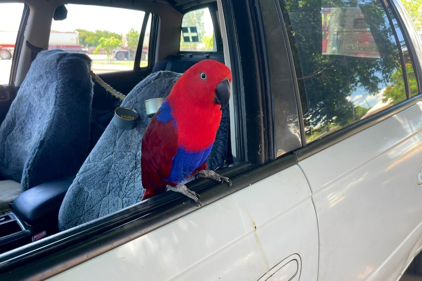 Red and blue parrot sitting on car window
