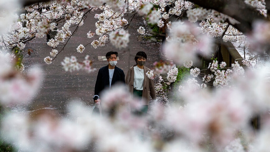 Japan cherry blossom 1