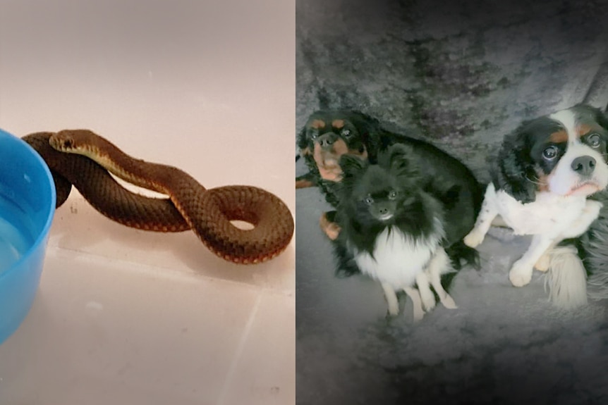 Felicity Richardson's dogs and a copperhead snake.