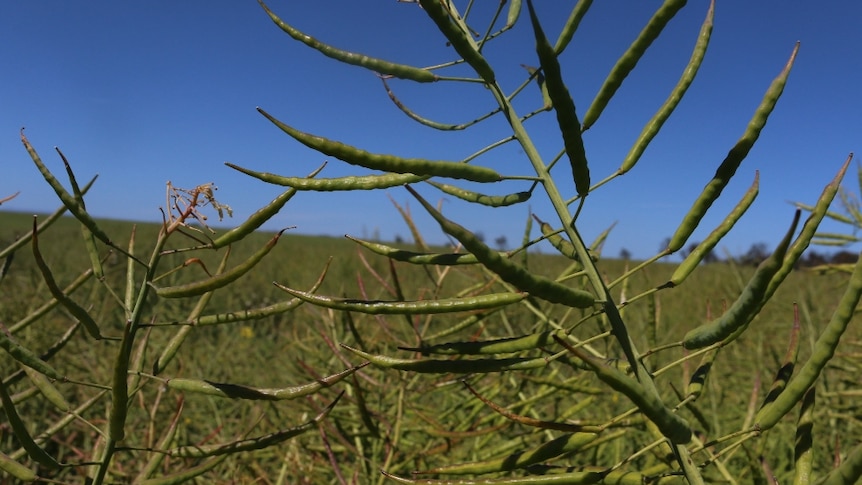 Tasmanian canola crops coming into harvest while security for next seasons crop is still uncertain