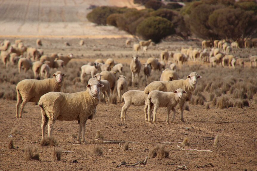 A herd of sheep in a dry paddock on a farm.