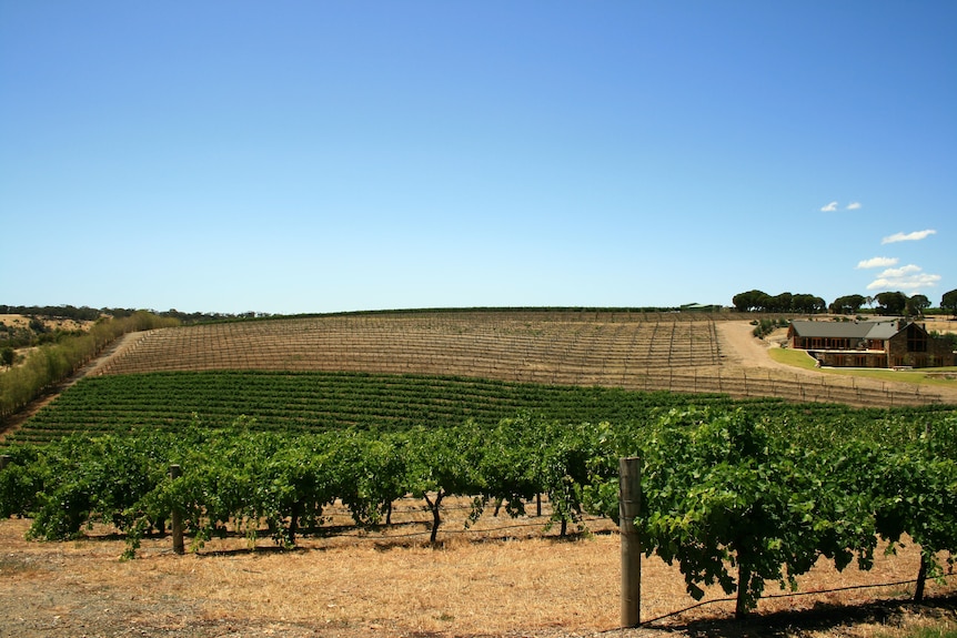 The Barossa Valley in South Australia 