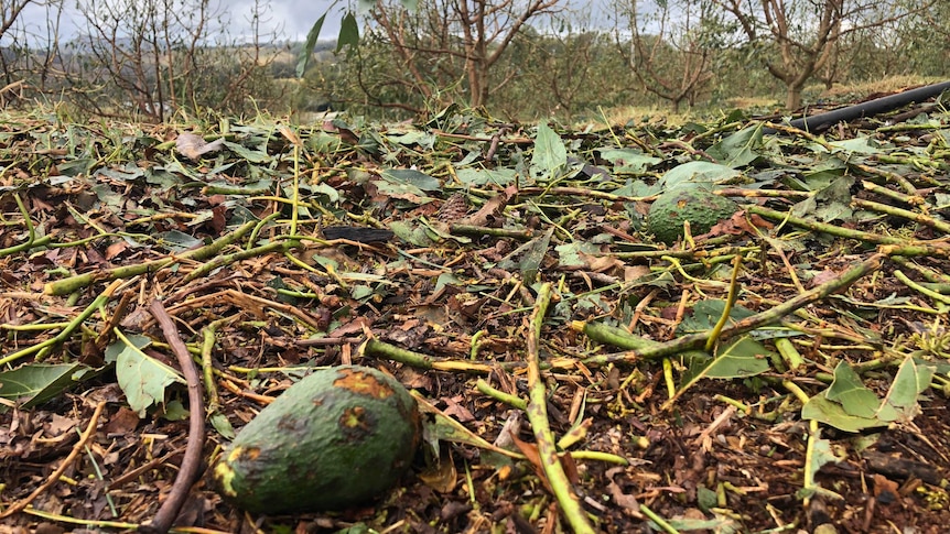 damaged avocados lie on ground surrounded by torn leaves