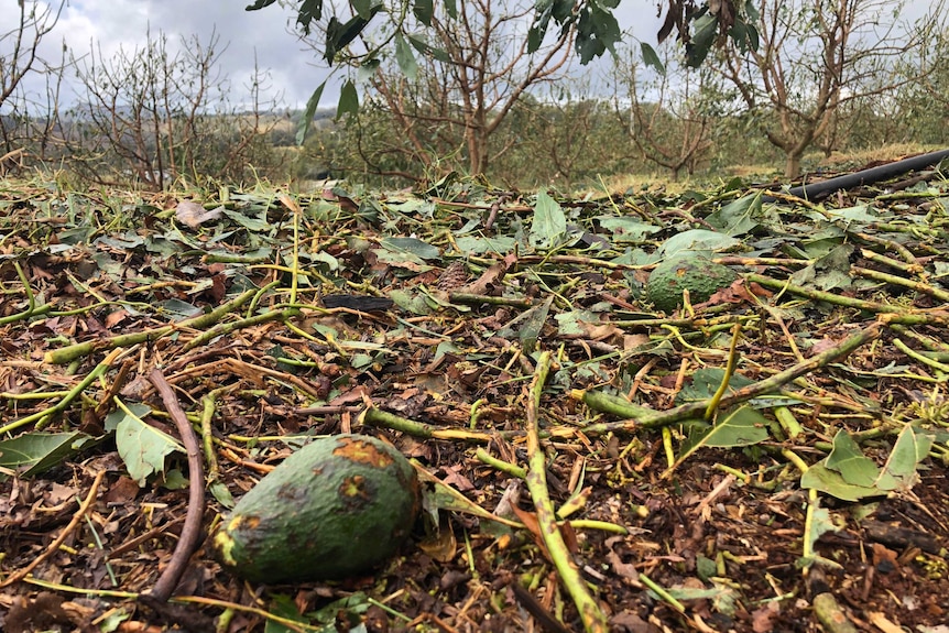 damaged avocados lie on ground surrounded by torn leaves