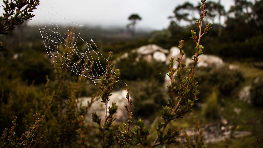 A spider web covered in dewy water droplets on Tasmania's Central Plateau.