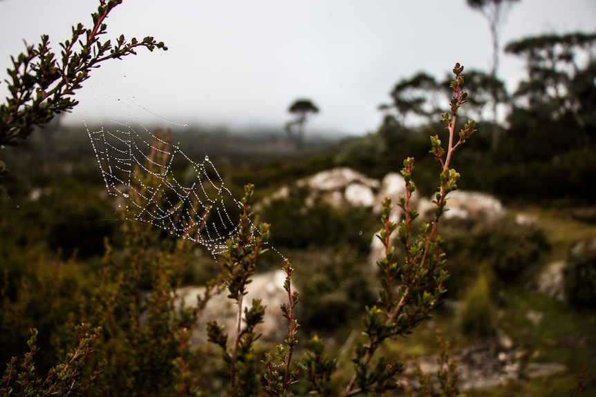 A spider web covered in dewy water droplets on Tasmania's Central Plateau.