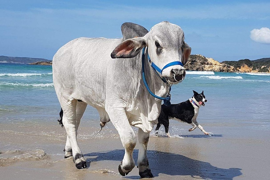 Large white bull stands in the shallows at the beach with playful dog and crashing waves in the background.