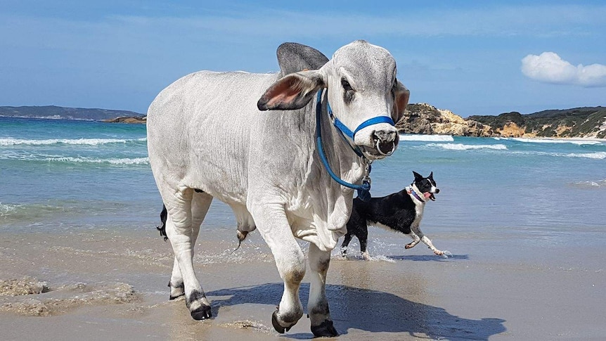 Large white bull stands in the shallows at the beach with playful dog and crashing waves in the background.