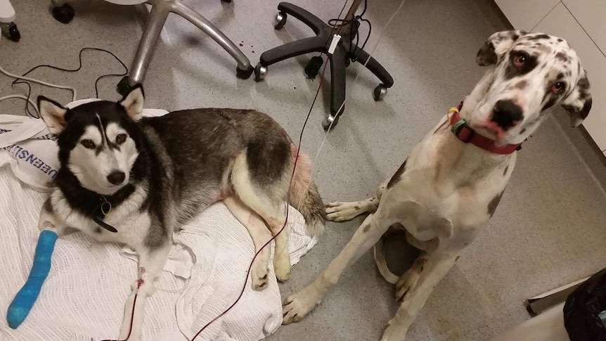 Husky Jenna lays on ground while Mia sits beside her.