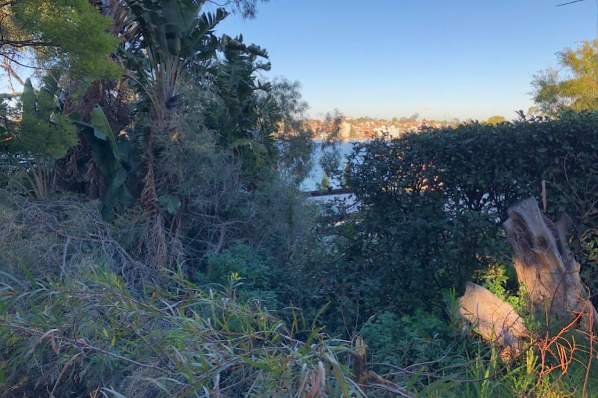 Bushy land overlooking water.