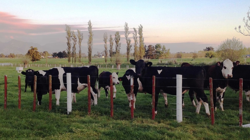 Cows in a green paddock at dusk