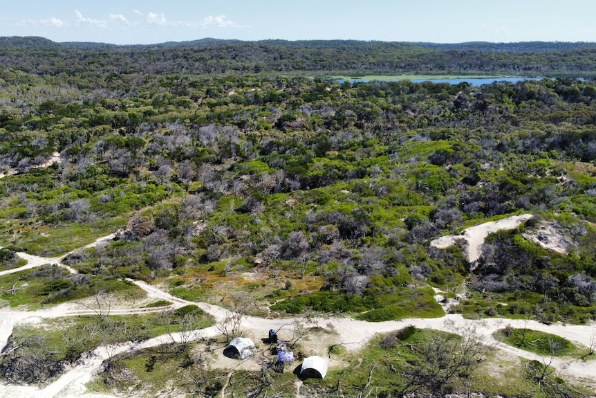 Green trees replace burnt branches and hollow trunks on the northern beaches of Fraser Island, six months on from the bushfire.