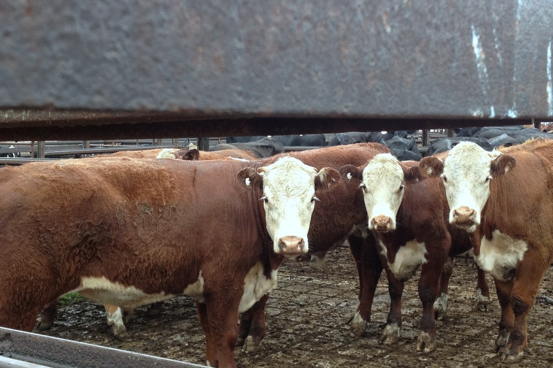 Cattle yarding doubles at Goulburn saleyards