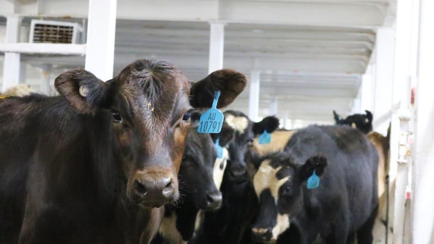 Cattle loaded on an export ship.
