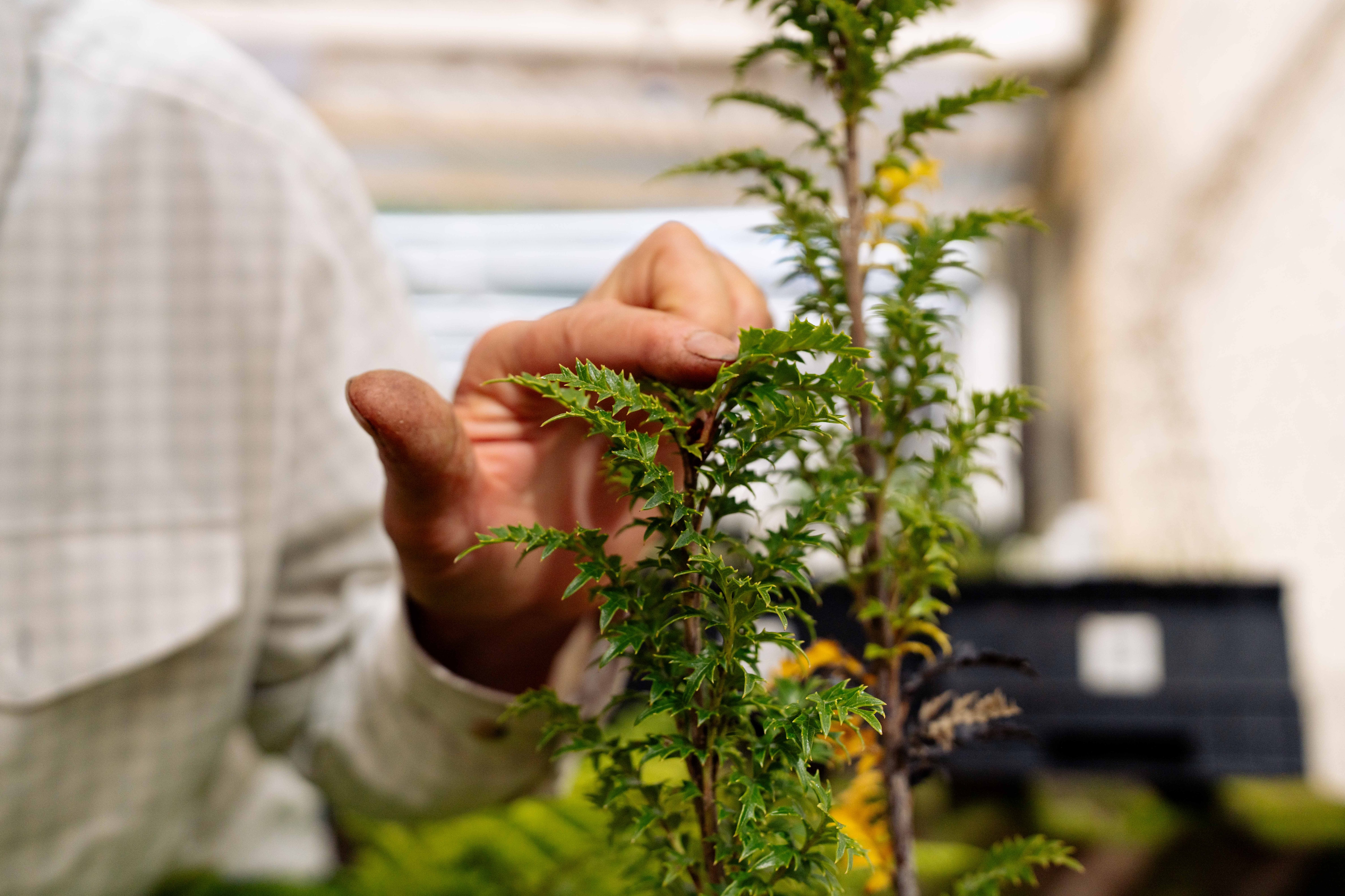 Ancient and 'sterile' plant population found, but its location remains a secret