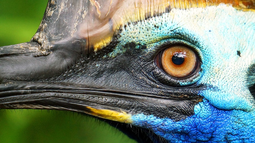 Close up of southern cassowary