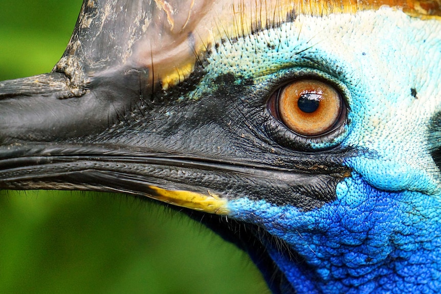 Close up of southern cassowary