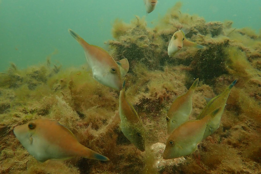 Fish swimming in a shellfish bed in Port Phillip Bay.