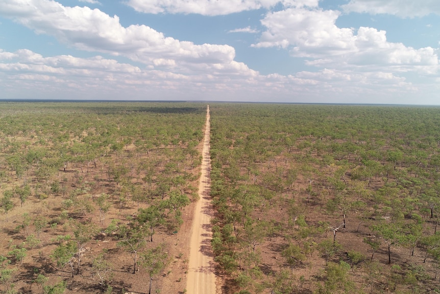 dirt road surrounded by forest