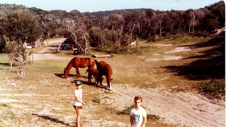 A photo from 1982 showing two wild brumbies and their foal grazing in a backyard of Fraser Island.