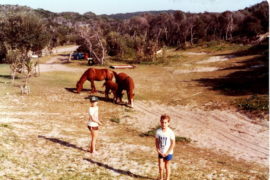 A photo from 1982 showing two wild brumbies and their foal grazing in a backyard of Fraser Island.