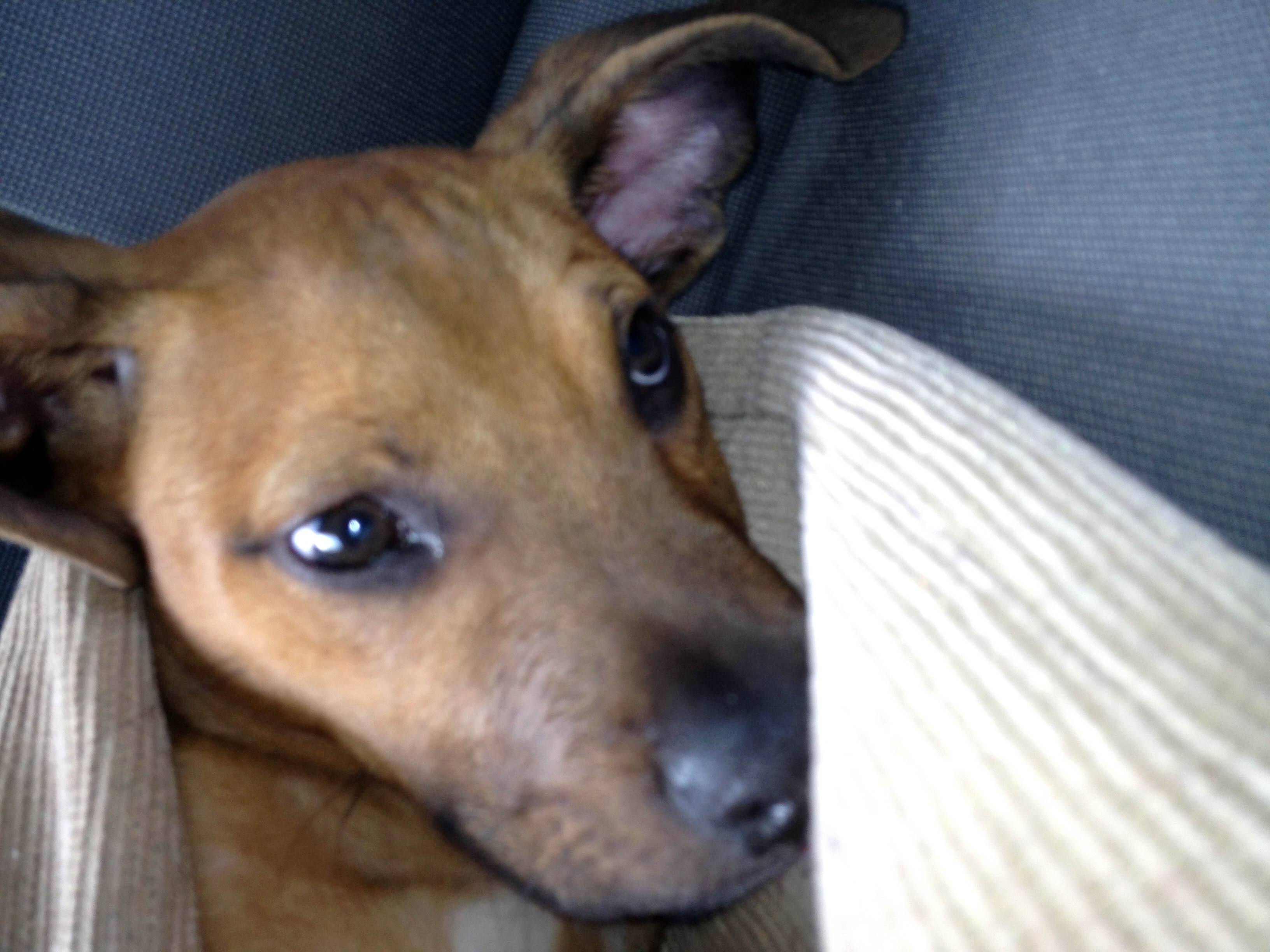 Puppy thrown out window during row ABC News