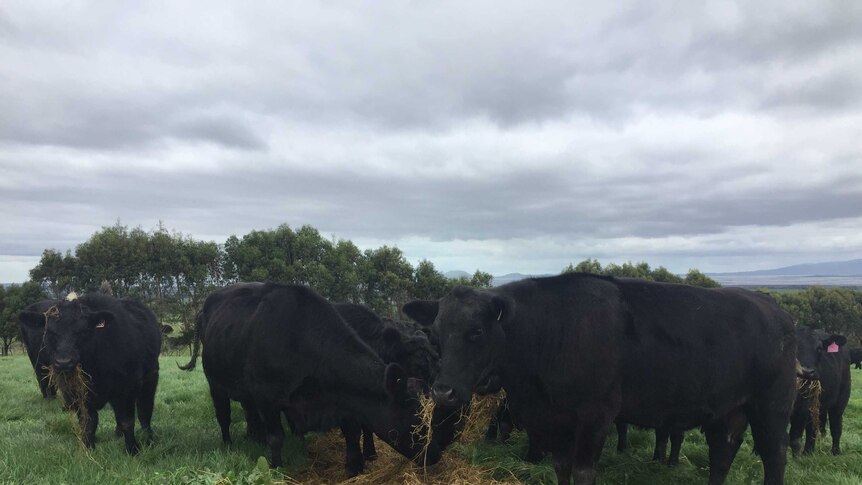 Black Angus cattle gather around a pile of hay in a green grassy paddock.
