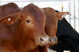 Two brown cows