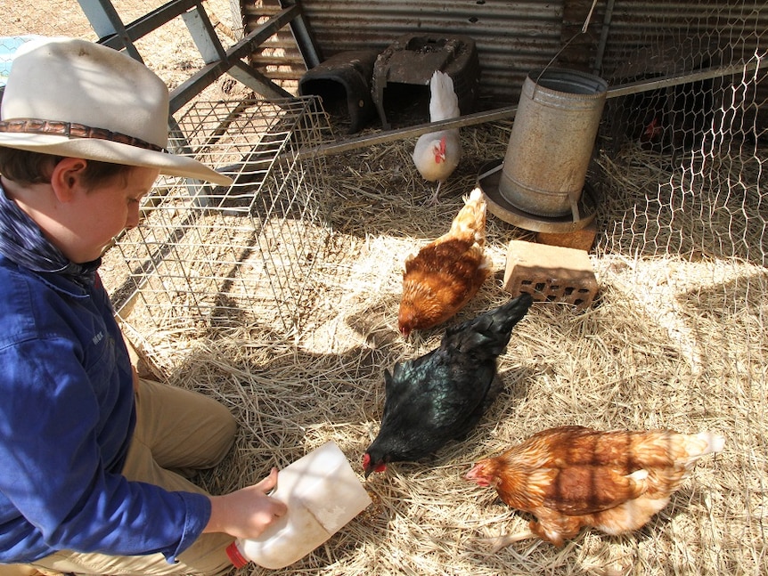 Feeding the chicken