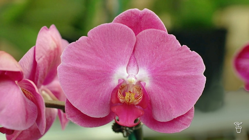 Hot pink-coloured orchid.