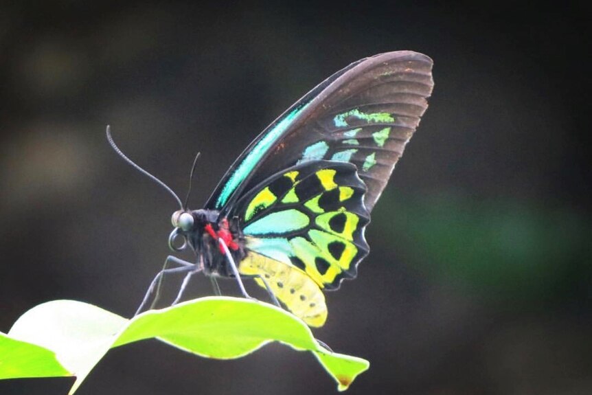 A butterfly with black, blue, green, and yellow wings sits on a leaf.