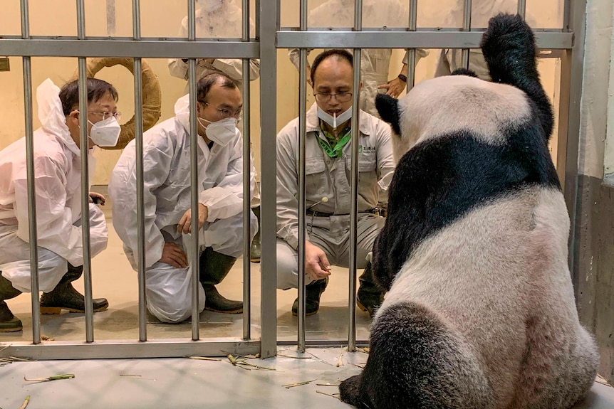 Three experts kneel to observe a panda in an enclosure.