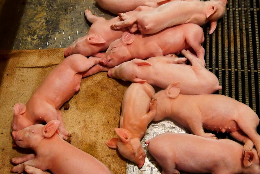 Nine piglets lay on the part of the pen, which is heated as a result of the biogas operation