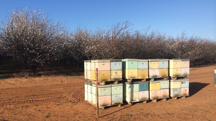 Bee hives near Renmark, South Australia