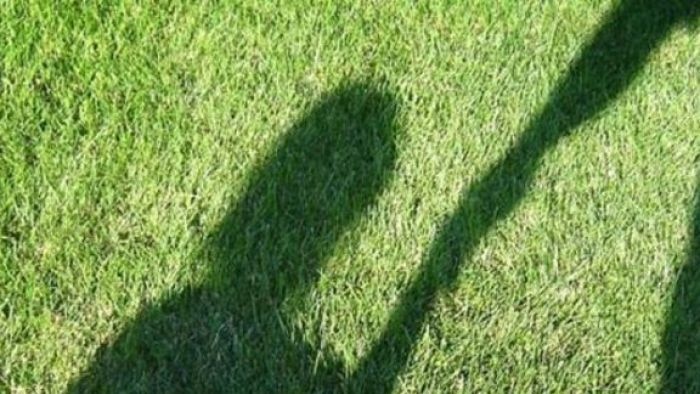 A shadow on grass shows a child holding an adult's hand