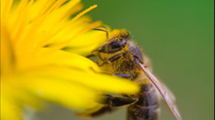Bees are extraordinarily complex creatures and can distinguish between plant species