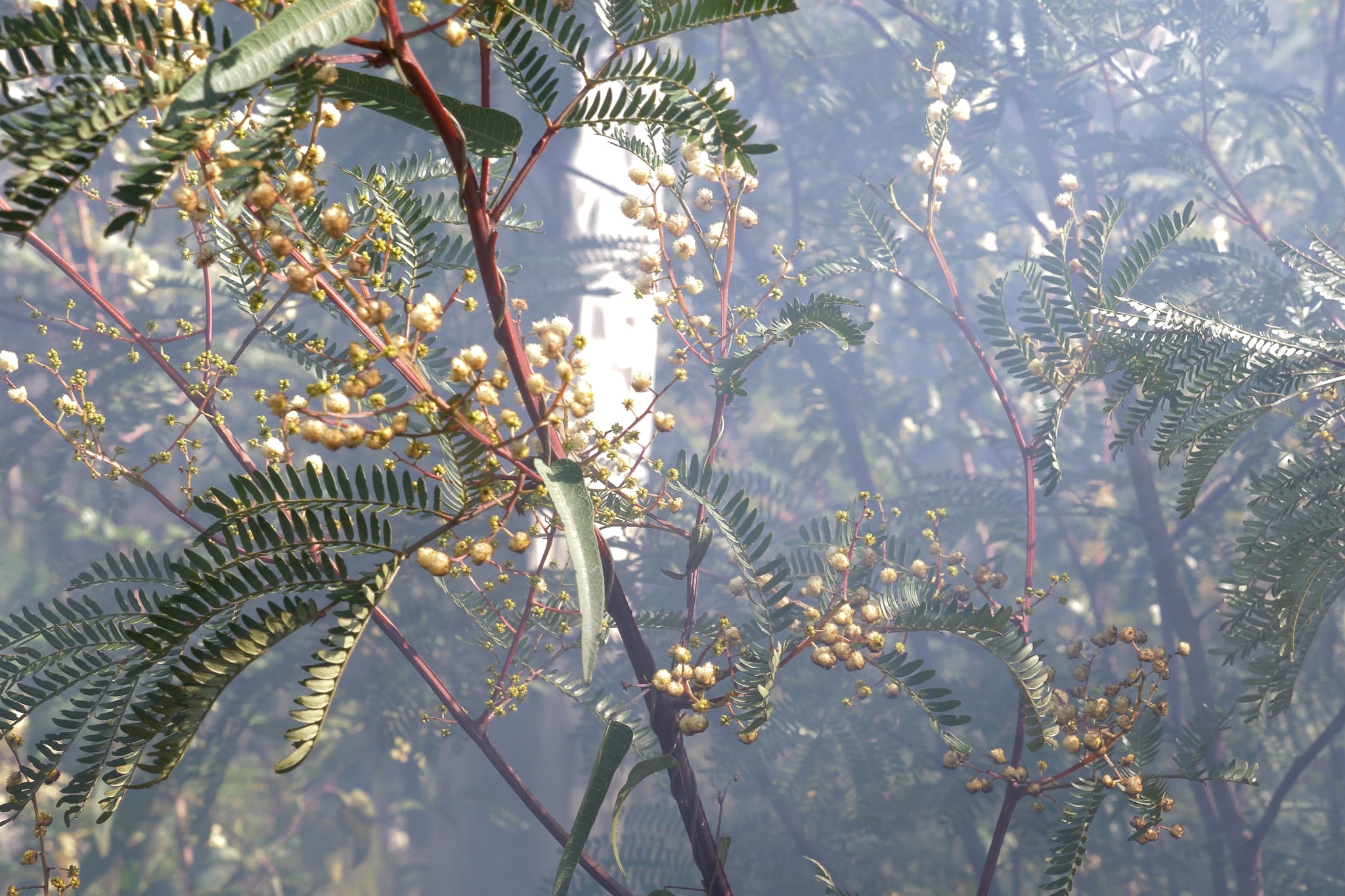 Close up of flowering wattle with smoke drifting through it.