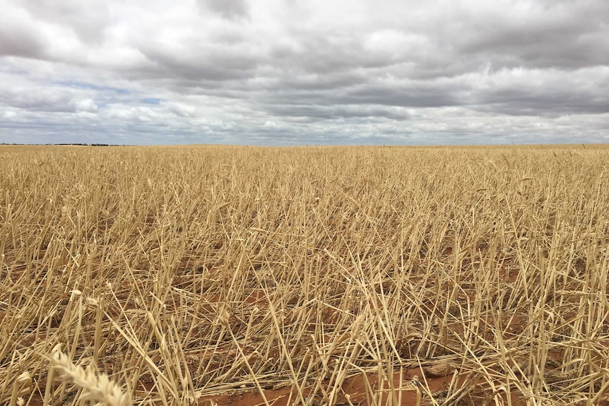 Hail damaged wheat crop.