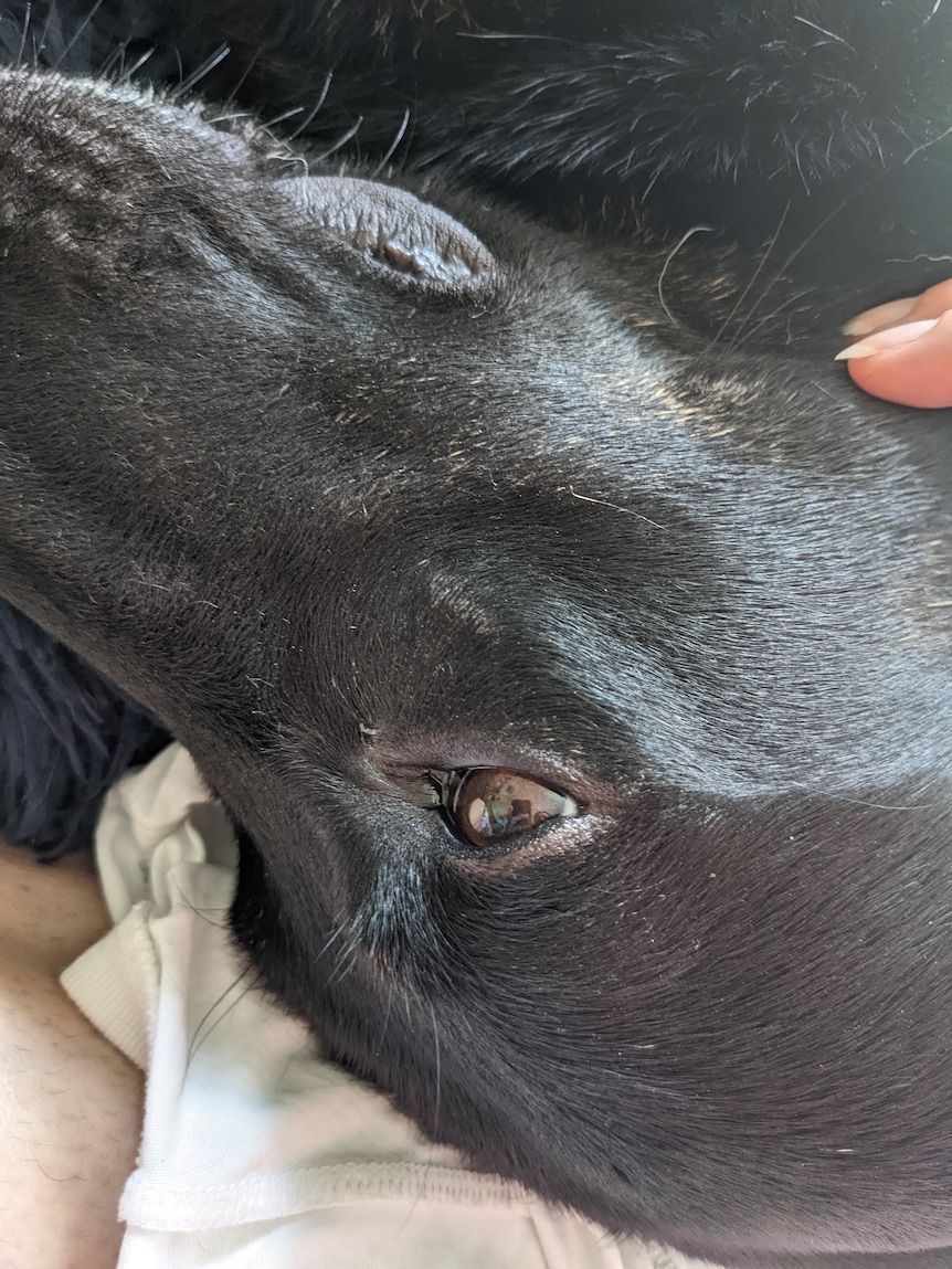 A close-up photo of a black dog with brown eyes