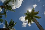 A shot taken looking up through palm trees shows a bright blue sky dotted with fluffy white clouds, the sun peeking out behind