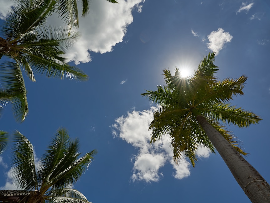 A shot taken looking up through palm trees shows a bright blue sky dotted with fluffy white clouds, the sun peeking out behind