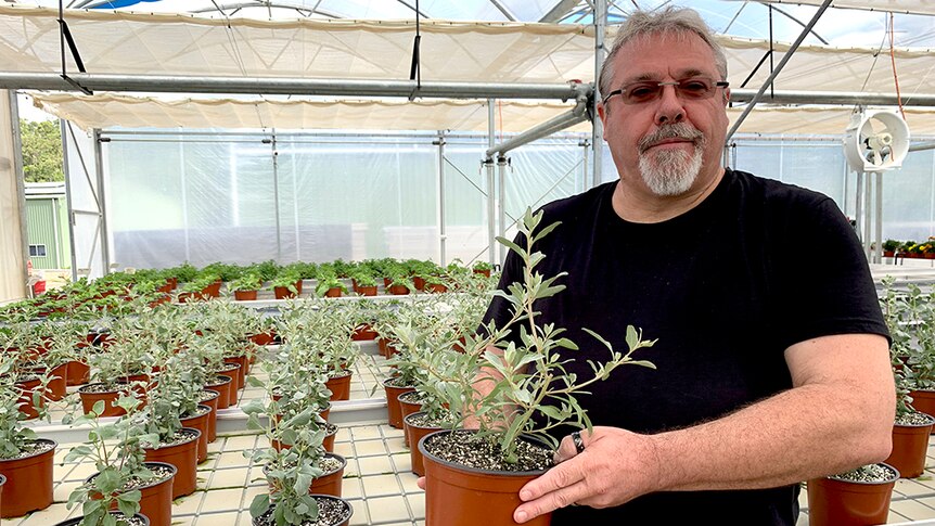 Iain Reynolds holds a saltbush plant in his greenhouse.