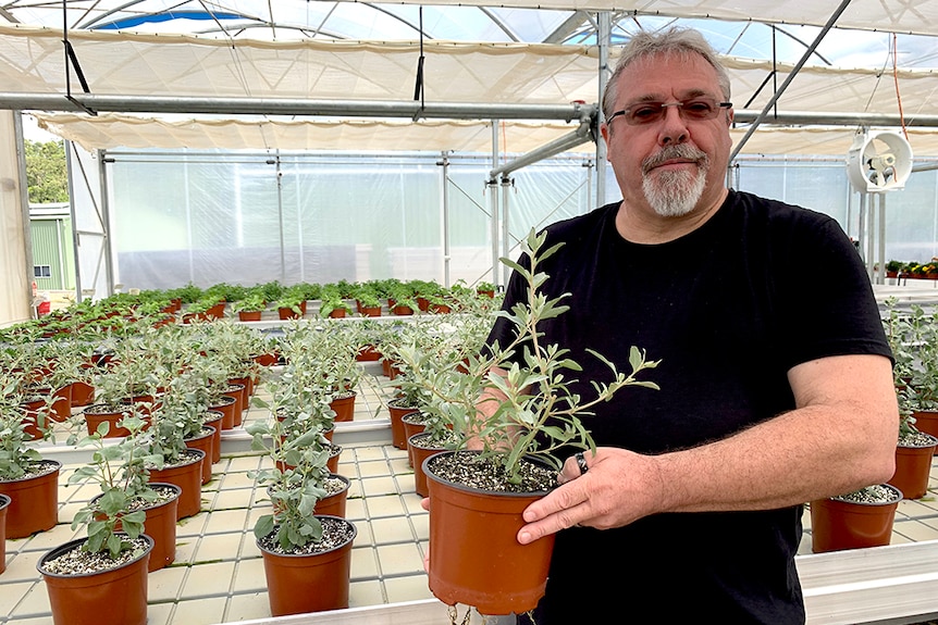 Iain Reynolds holds a saltbush plant in his greenhouse.